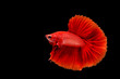 © praisaeng - Betta fish, siamese fighting fish, aquarium fish