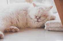 Cute Persian Cat Sleeping