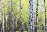 Fototapeta Lawenda - Beautiful landscape with young juicy green birches with green leaves and with black and white birch trunks in sunlight in the morning in spring