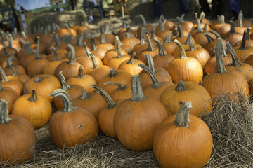 pumpkin patch
