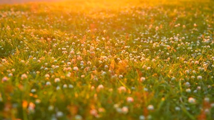 Canvas Print - Beautiful meadow with clover wild flowers over sunset. 4K UHD video footage 3840X2160