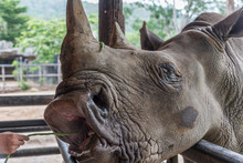 Close Up Rhino