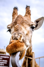 The Giraffe Tilted His Head Toward The Camera And Stuck Out His Long Blue Tongue.