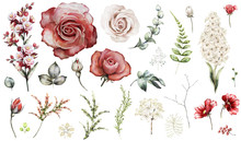 Set Elements Of Red Rose, Hyacinth. Collection Garden And Wild Flowers, Branches, Illustration Isolated On White Background, Eucalyptus, Bud, Exotic Leaf, Herbs. Watercolor Style