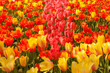 the blossoming of tulips in a park / an expanse of coloured tulips illuminated by the sun