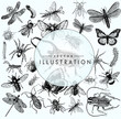 large set of sketches of insects