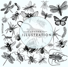 Large Set Of Sketches Of Insects