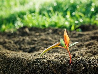 Wall Mural - green sapling growth