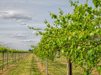 New growth on the grapevines