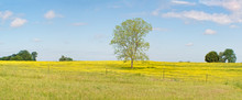 Lone Tree In The Pasture With Wildflowers