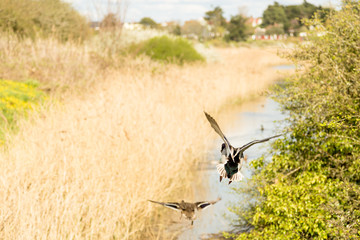 Two ducks in flight