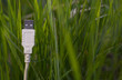 White USB cable on grass - green technology