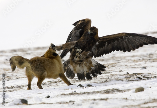 A Tame Golden Eagle Claws A Fox During A Traditional Hunting