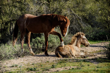 wild mare horse pawing her young colt in the desert outside phoenix, arizona