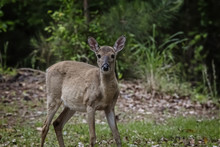 White Tailed Deer In Forest