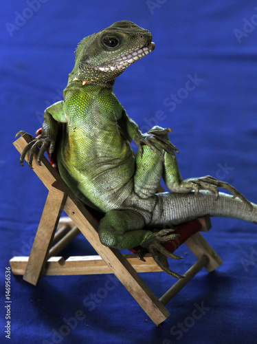 One Year Old Water Dragon Poses In A Chair During Training