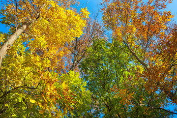 beautiful autumn landscape with trees against blue sky. multi colored leaves on autumn trees in park