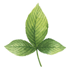 Wall Mural - Hand drawn watercolor botanical illustration of a green leaf raspberry.