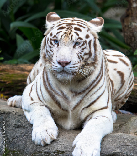 Portrait Weisser Tiger Mit Blauen Augen Stock Photo Adobe Stock