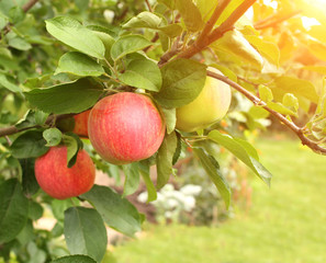 Canvas Print - Crop of apples