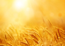 Close Up Of Ripe Wheat Ears. Beautiful Backdrop Of Ripening Ears Of Golden Field. Nature Background And  Blurred Bokeh. Agriculture Scene Of Sun Setting Over The Yellow Meadow