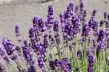 Fototapeta Kwiaty - Garden with the flourishing lavender