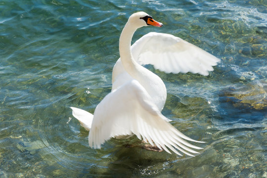 Wall Mural - A beautiful white swan unfolding his wings