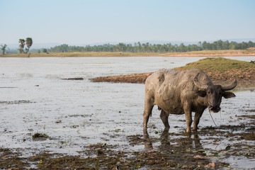 Muddy Buffalo farming and agriculture