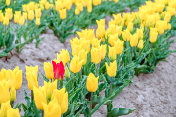 Wall Mural - One striking red tulip protrudes above the many yellow flowering tulip flowers in the row of a large field at a specialized Dutch bulb nursery.