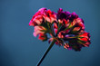 © Mats - blomma, närbild