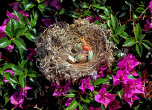 Nest With Northern Mockingbird Chicks