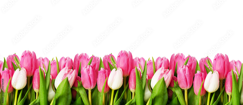 Pink tulip flowers border - obrazy, fototapety, plakaty 