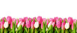 Pink tulip flowers border