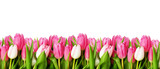 Fototapeta Tulipany - Pink tulip flowers border