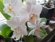 blume orchidee weiss grün green pflanze zimmerpflanze natur blühen blüten makro schönheit natürlich gelb