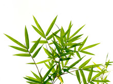 Green Bamboo Leaves In Nature Forest Background.