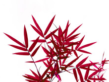 Red Bamboo Leaves Isolated On White Background.
