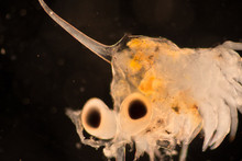 Crab Larvae (zooplankton) In Marine Under Microscope.