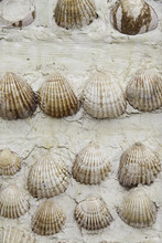 Shells On The Wall