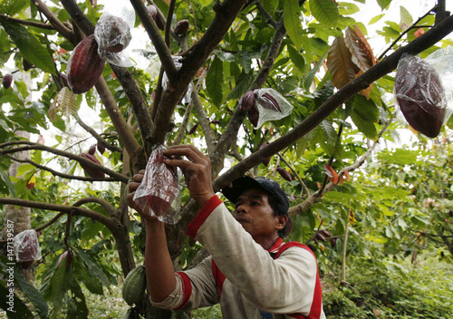 A Farmer Uses Plastic Bags To Cover Cocoa Fruits To Protect - 
