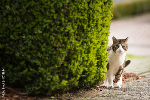 Eine Katze Auf Dem Weg Nach Hause Kaufen Sie Dieses Foto Und
