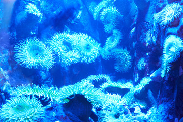 Wall Mural - Blue tropical corals on a reef