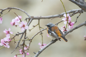 Wall Mural - rufous-backed redstart