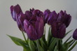 bukiet fioletowych tulipanów