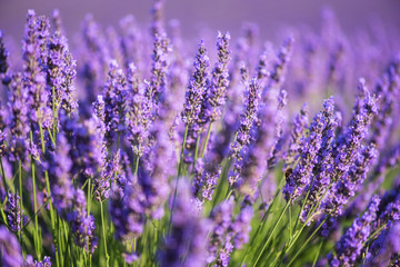 Lavender nature background, purple flowering field in Provence, Plateau de Valensole, France. Selective focus