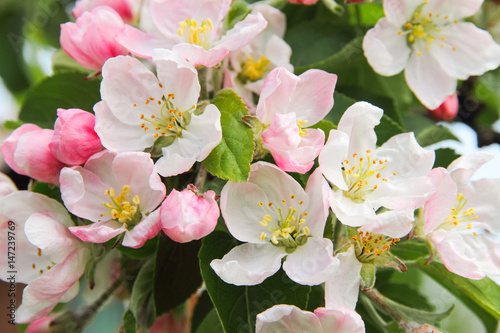 Plakat Piękna kwiatonośna jabłoni gałąź