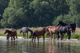 Fototapeta Konie - Pferde an der Müritz