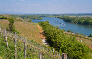 Poster -  Weinberge in Rheinhessen mit Panoramablick über den Rhein