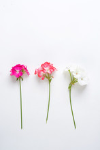 Pelargonium, Garden Geranium, Zonal Geranium Flowers Selective Soft Focus Image 