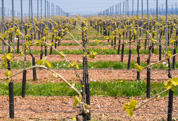 Poster - Weinreben im Frühling 